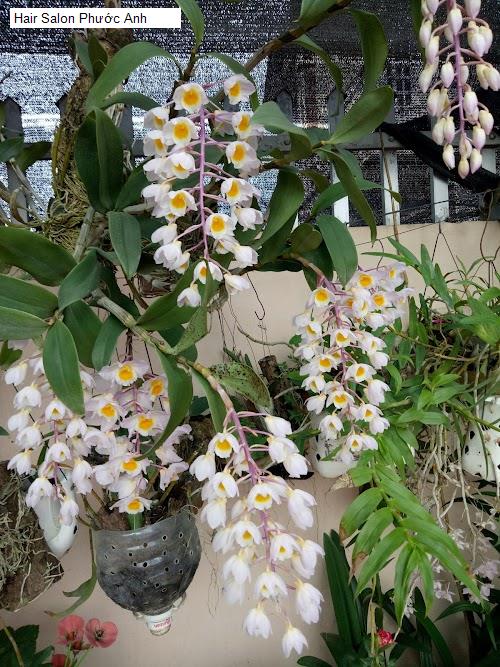 Hình ảnh Hair Salon Phước Anh